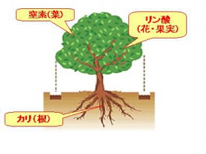 樹木の肥料のやり方 種類と時期について オスカーホーム 富山 石川 福井 新潟