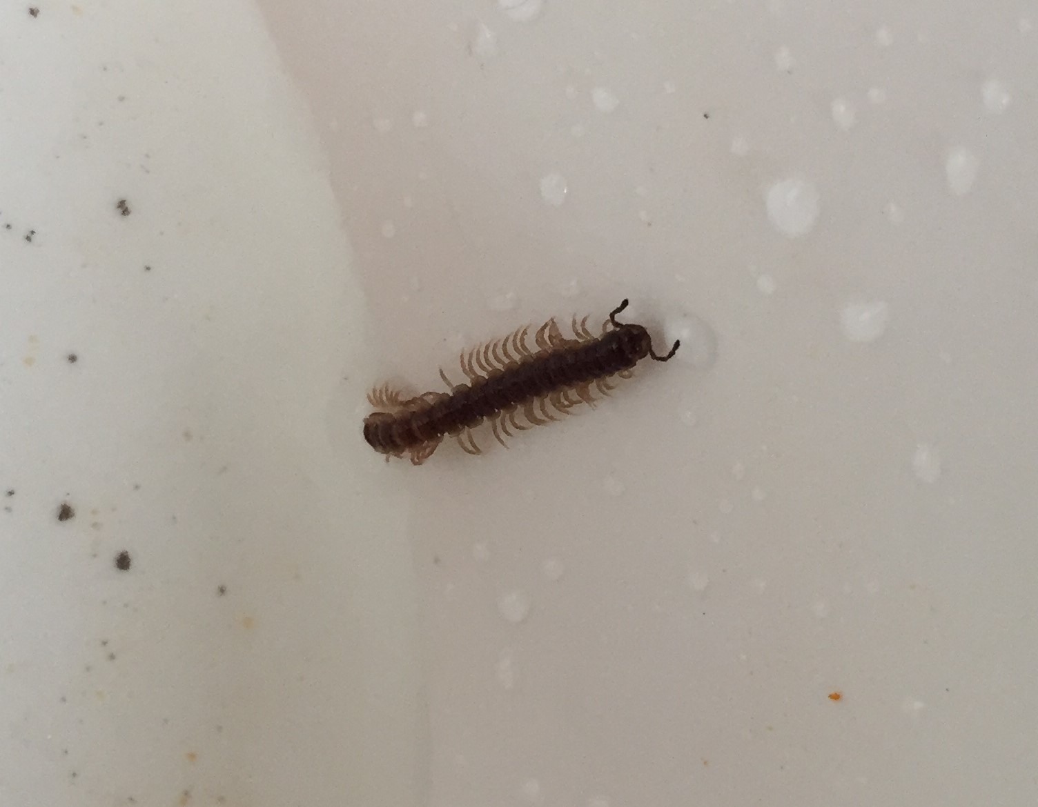 梅雨前から夏にかけて家の中にアリ ヤスデ ゲジゲジなどの害虫がいたら オスカーホーム 富山 石川 福井 新潟