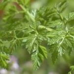 chervil-115377_640