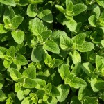 oregano-321746_640