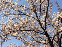 お花見シーズンもすぐそこ！新潟県内のおすすめのお花見スポット