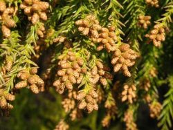 春の花粉症の原因「杉花粉の飛散時期」