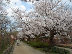 ここは押さえておきたい！富山県の桜の名所