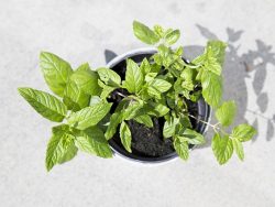 虫除けになる植物ミントを家に置いて虫対策をしよう