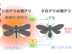 家にとって大事な防腐・防蟻処理木材