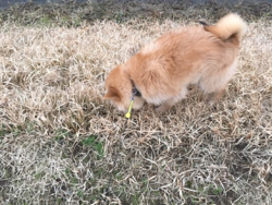 ペットの散歩「犬は草を食べて大丈夫？」