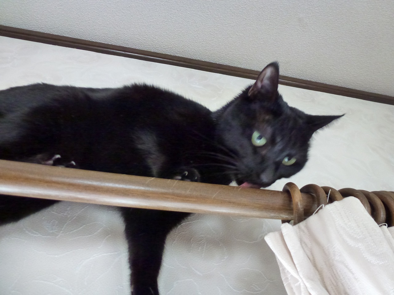猫と一緒に家で暮らす時に気を付けること3選 富山 石川 福井 新潟のオスカーホーム 猫と一緒に家で暮らす時に気を付けること3選 富山 石川 福井 新潟のオスカーホーム