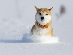 雪への対策はお早めに！北陸地方の初雪はいつ？対策は何する？