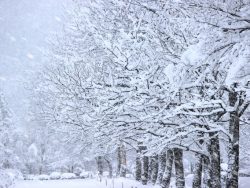 意外?!今年は大雪警報も発令したけど、少なくなっている積雪量