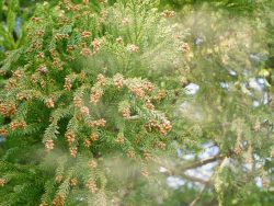 花粉症が辛い！花粉症の原因、増えている理由はなぜ？