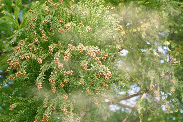 花粉症が辛い 花粉症の原因 増えている理由はなぜ 富山 石川 福井 新潟のオスカーホーム