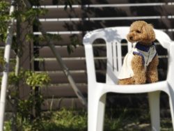 ペットと一緒に暮らす家づくり〜犬編〜