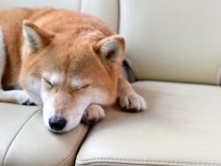 犬の臭い気になりませんか？原因と対策