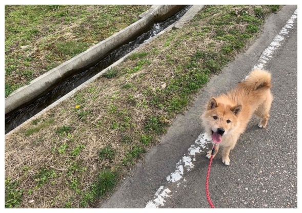 ペットと暮らす家 犬の室内飼いする場合に考えておきたいこと オスカーホーム 富山 石川 福井 新潟