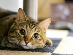 マンションでペットを飼うときに、注意したいこと