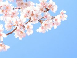 北陸は満開！コロナ禍でのお花見