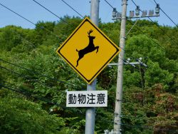 道路で野生動物と車で衝突してしまったら？保険が使えるのか？