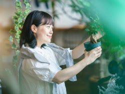 業者に依頼する、観葉植物のお手入れ