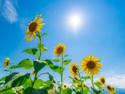 6月の最高気温を更新した今年。これまでの国内の最高気温は？