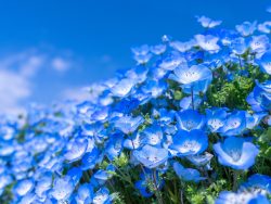 梅雨～夏に向けて、2月に植え付けできる花をご紹介